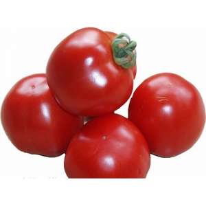 Шаста F1 - томат детерминантный, (Lark Seeds) фото, цена